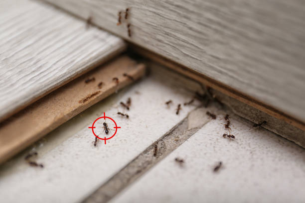Best Affordable Pest Control Services  in Ferrum, VA