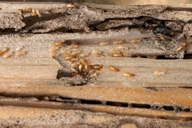 Professional Pest Control in Ferrum, VA